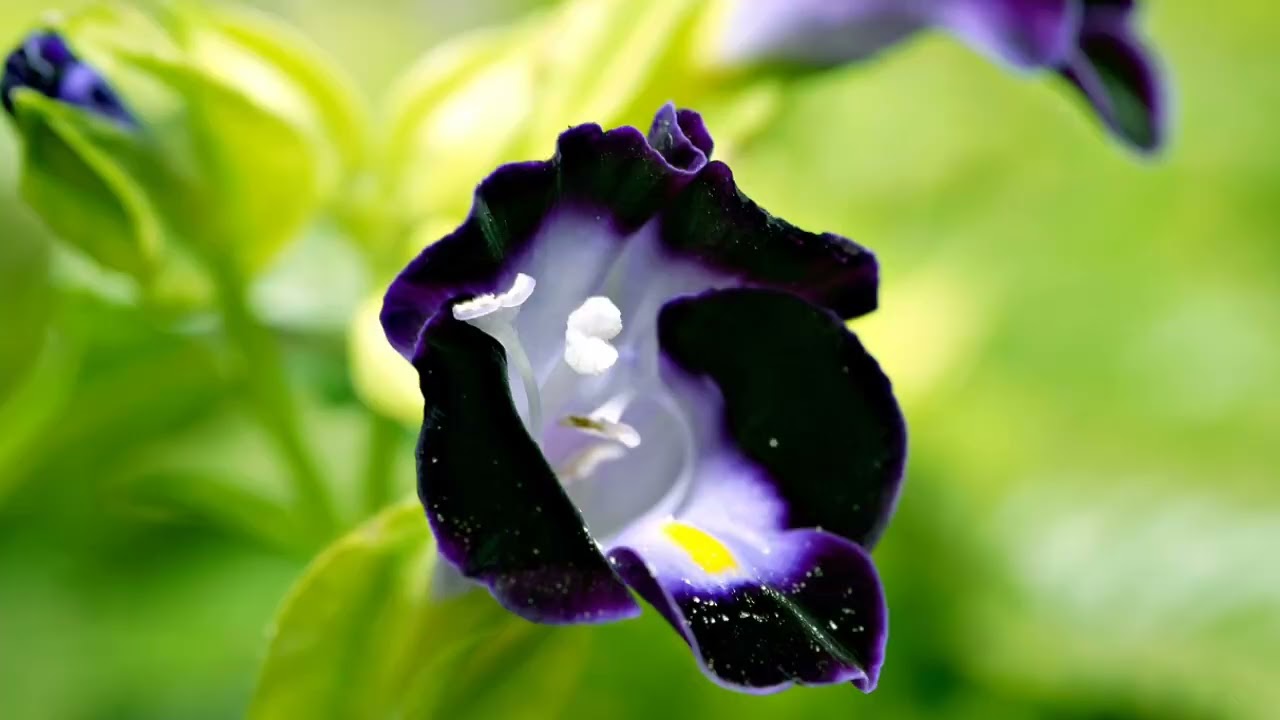 PLANTA TORENIA