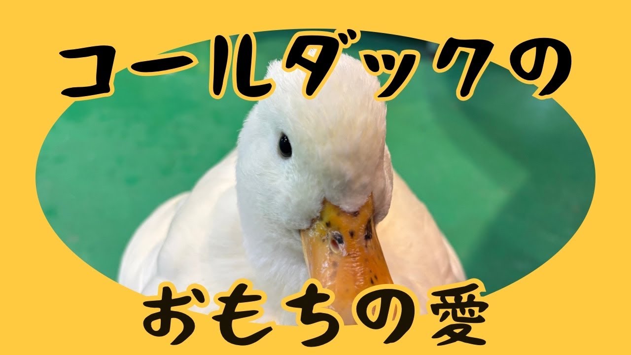 コールダックおもちの激しい愛情表現❤️‍🔥🪿#コールダック#アヒル#鳥類#鳥#爬虫類カフェ
