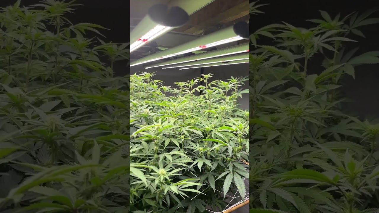 What to do when plants are getting too tall? Low stress training.