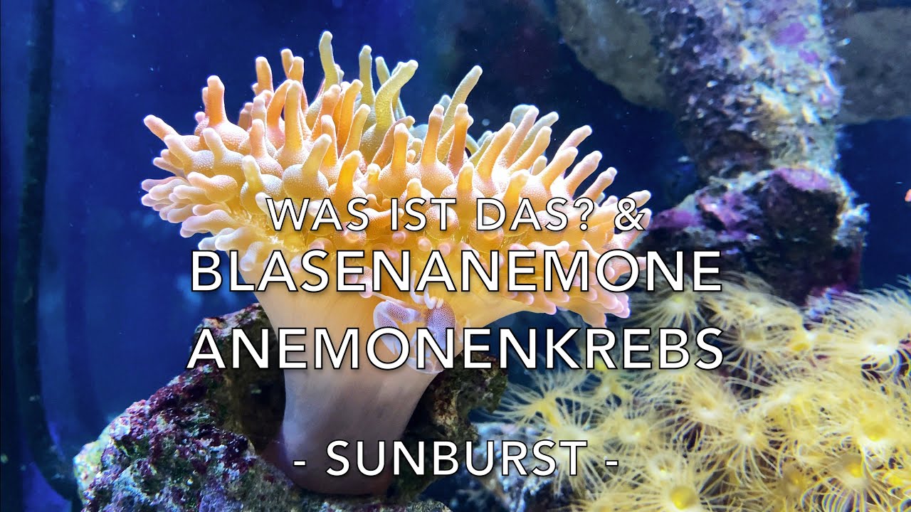 Blasenanemone Sunburst & Krebs in Symbiose - Was ist das im Meerwasser Aquarium?
