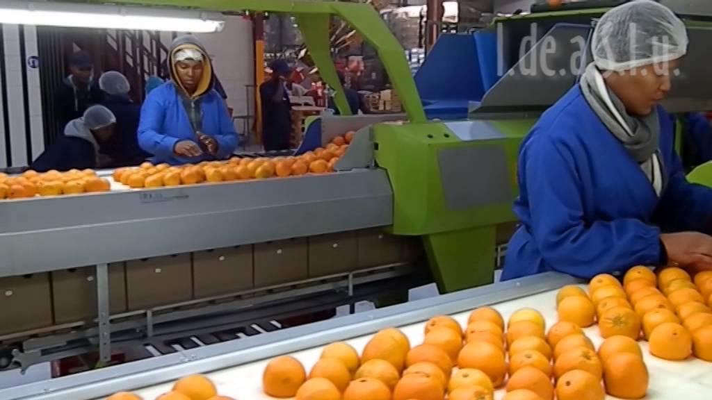 I.de.a. S.l.u.  máquina encajadora automática de fruta (VRK)