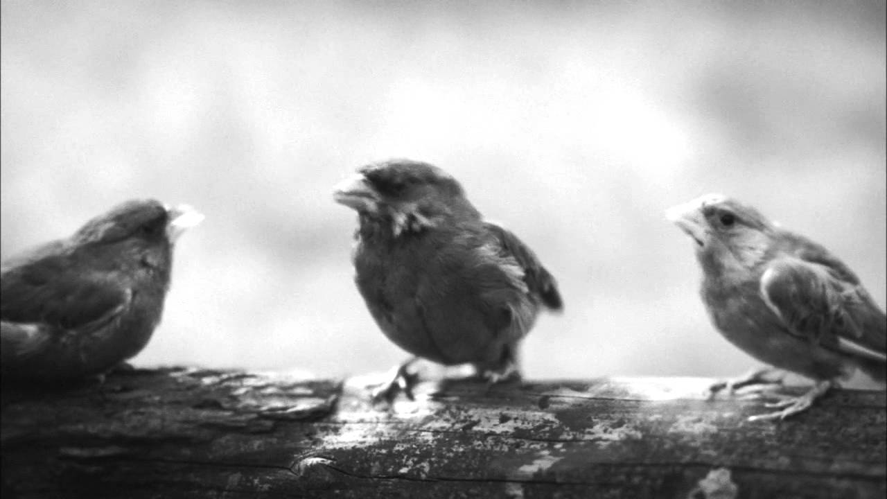 Beatbox Bird - Unexpected Tweet - Beatboxing Bird Official Advert