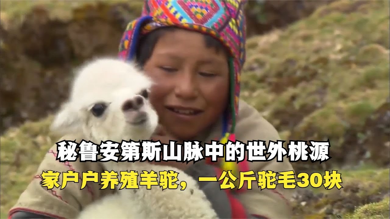 秘鲁安第斯山脉中的世外桃源，家家户户养殖羊驼，一公斤驼毛30块