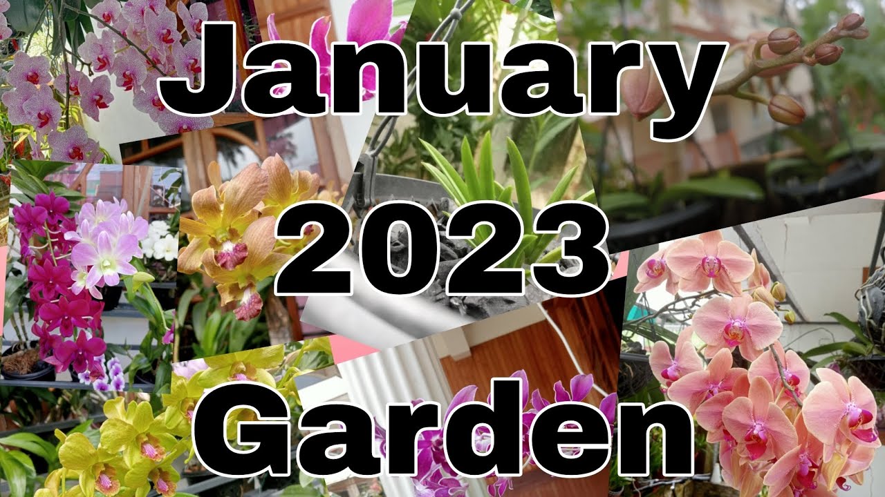 January 2023 Garden Tour Malayalam#orchid #dendrobium #phalaenopsis #orchidcare