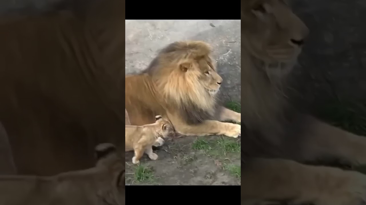 The Lion King Simba
