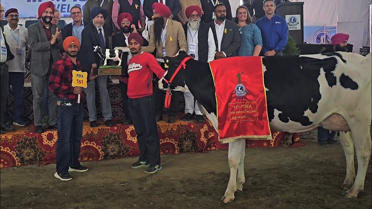 #PDFA mela Jagraon panjab 2025 #viralvideo 4 चार दांत ब्यूटी एंड ब्रिड कंपटीशन
