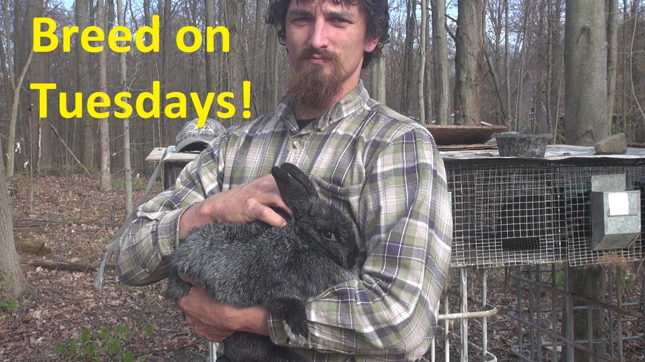 The Best Day to Breed Rabbits