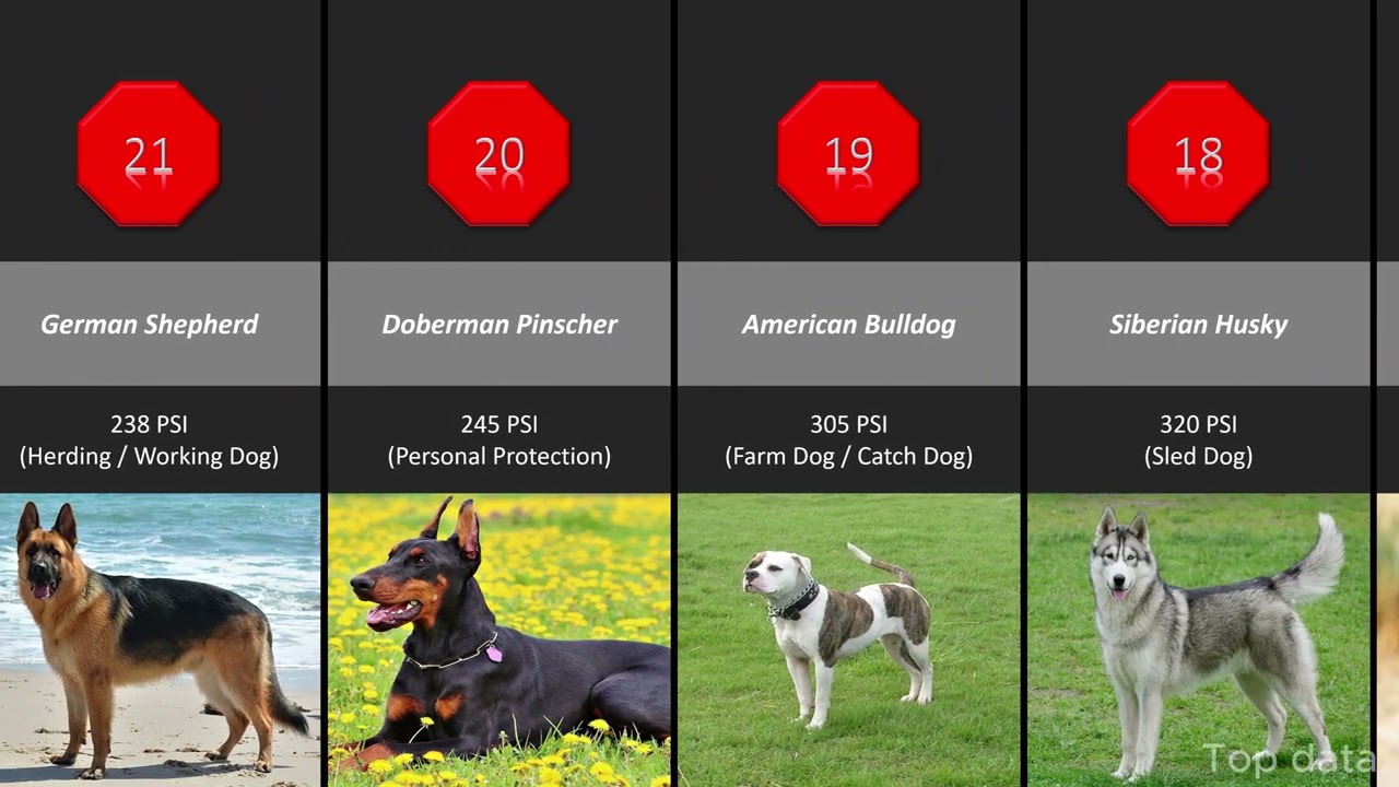 Which Dog Breed Has the Strongest Bite Force in the World? Let's See 
