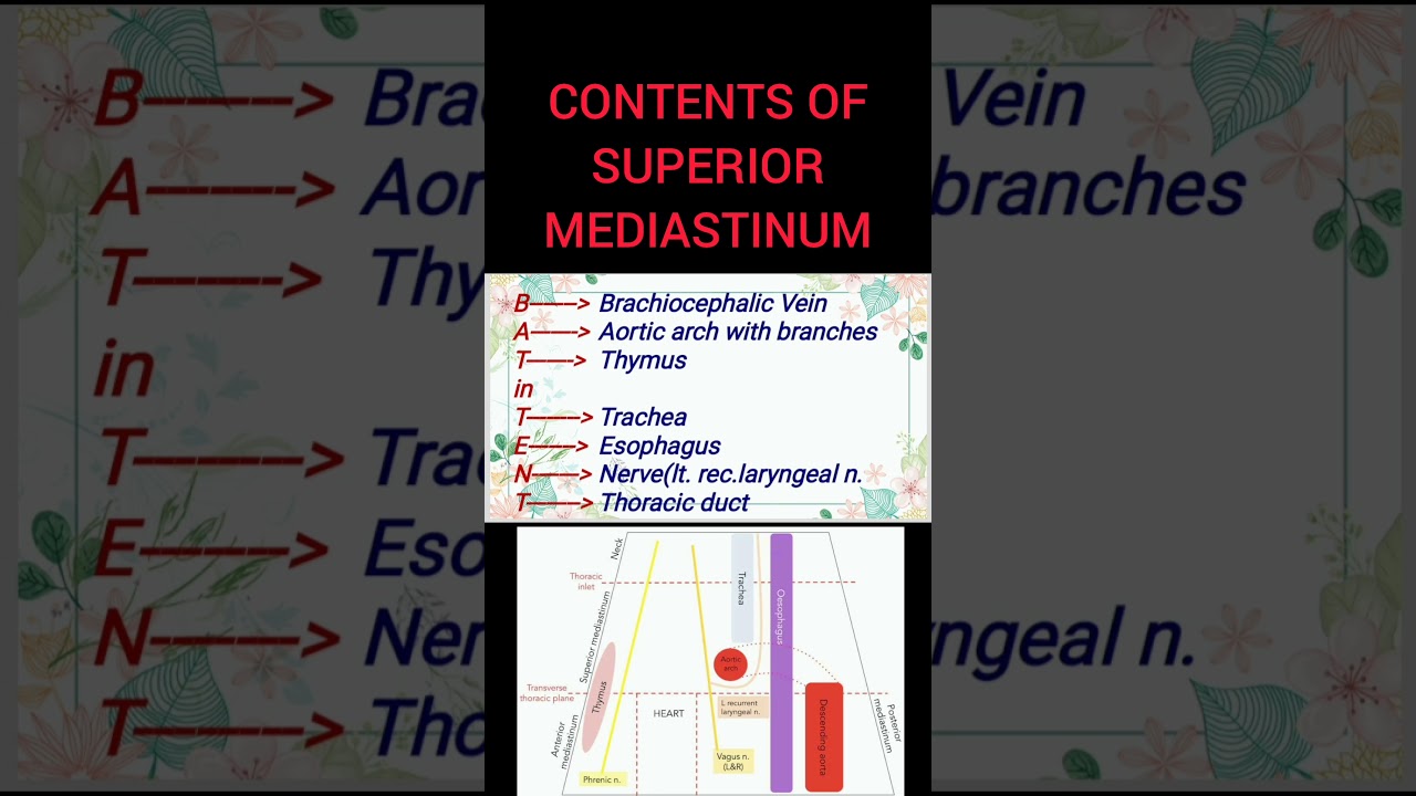 CONTENTS OF SUPERIOR MEDIASTINUM