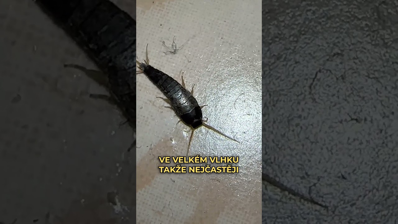 SILVERFISH VYPAD&Aacute; TROCHU MIMOZENSKY #fyp#rybenka#hmyz#silverfish#zajimavosti#fakta#cz#czech#sokolik