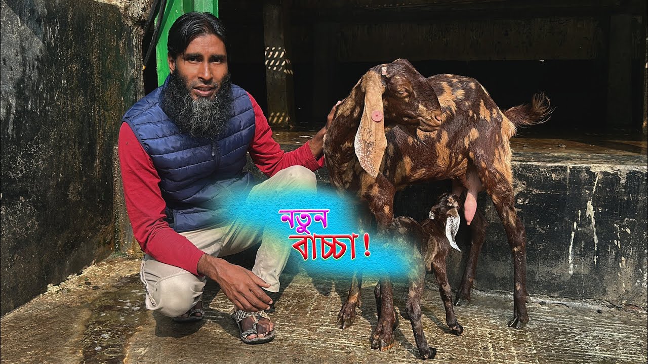 ফার্মে শিরোহী জাতের পাঠা বাচ্চার আগমন!