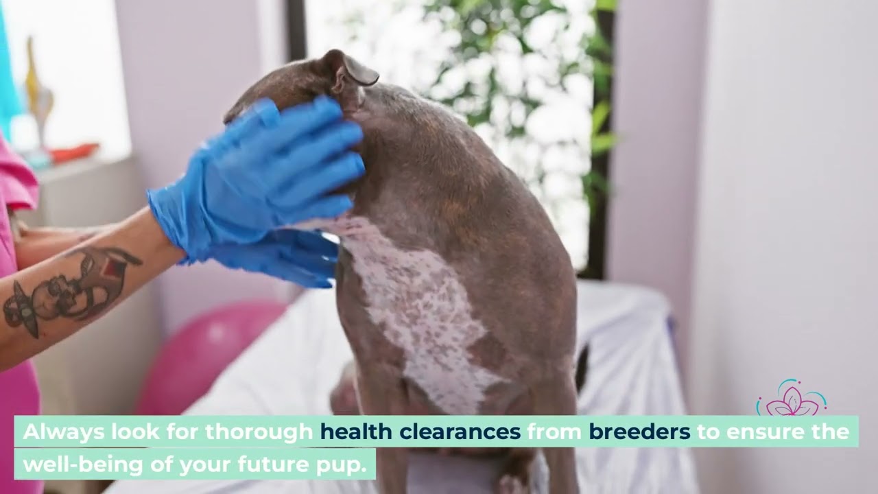 F1BB Mini Goldendoodle Guide 2024 Hypoallergenic,