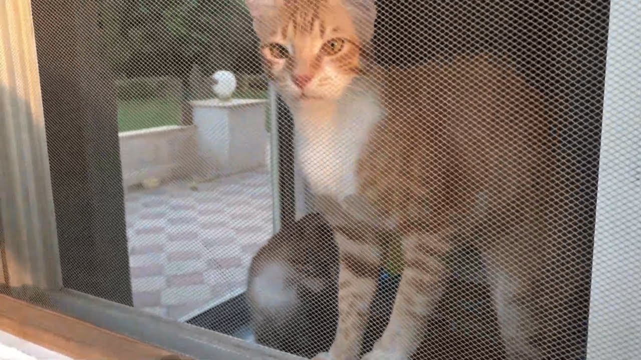 Adorable Meows of a Cat Really Happy to See Me!