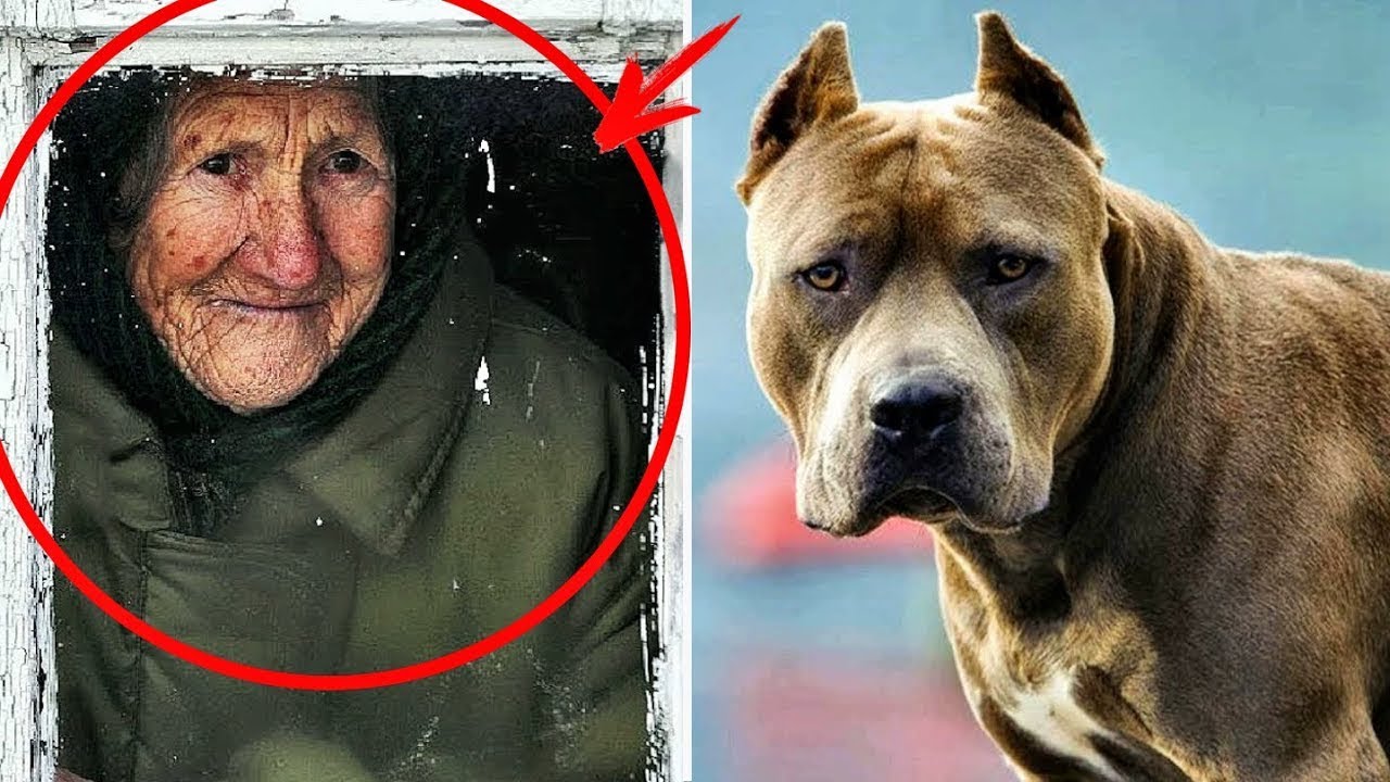 Die alte Frau nahm einen PITBULL im Haus auf, und ein Jahr später hörte ein Nachbar einen SCHREI...
