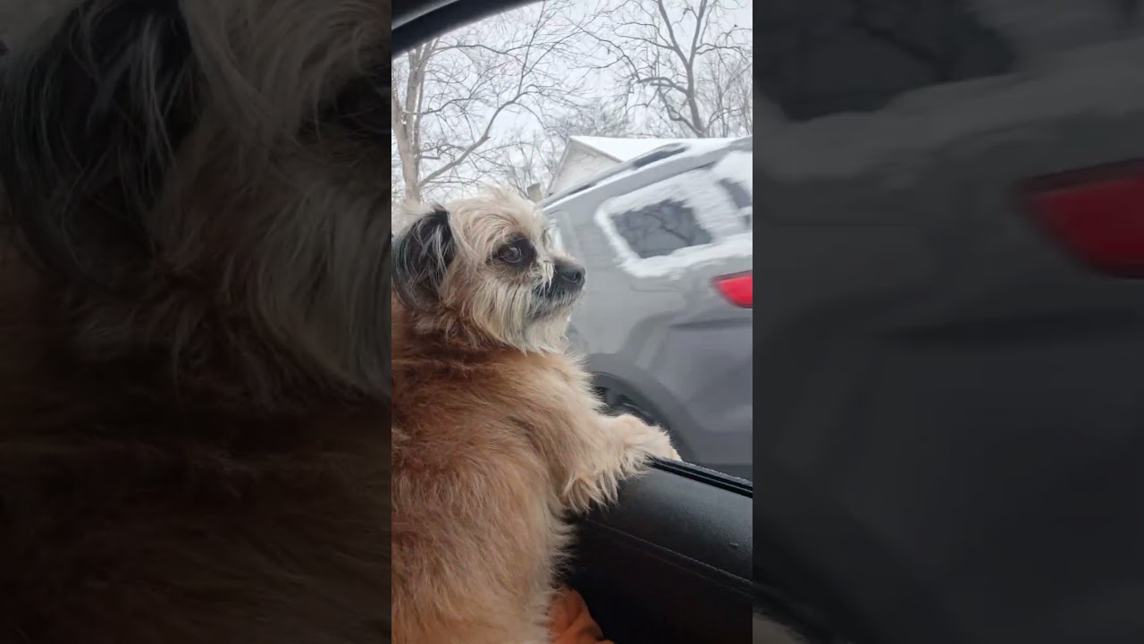 #dog