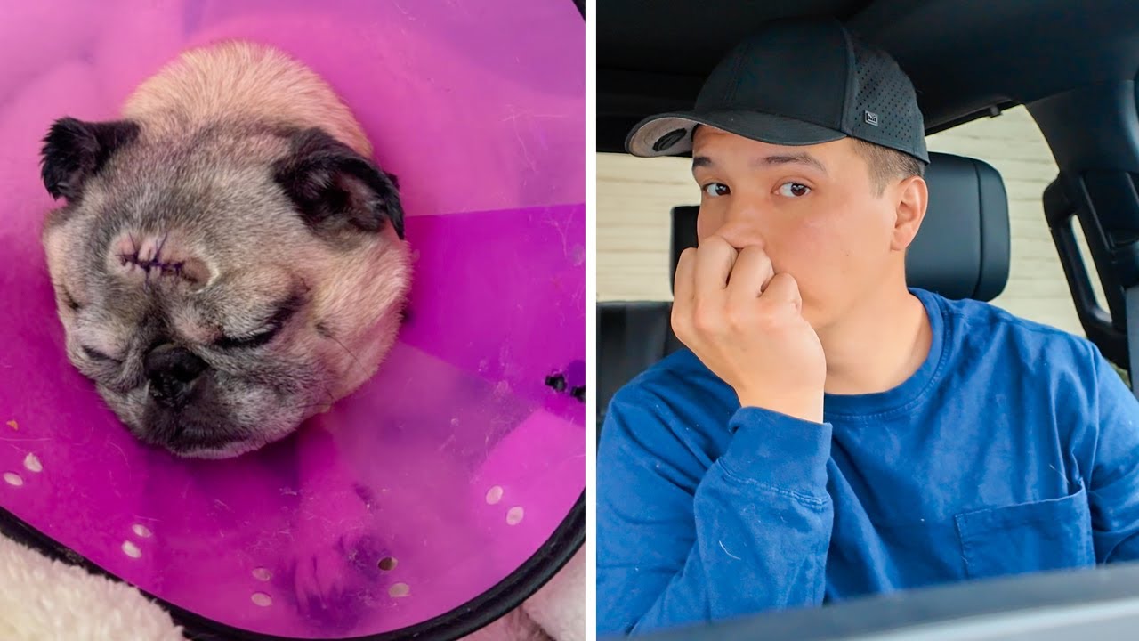 Guppy Got Another Surgery