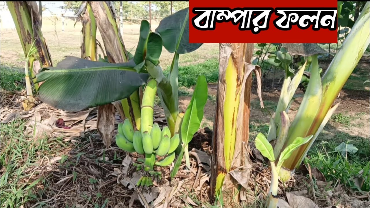 কলাগাছ মিনি প্রো ম্যাক্স