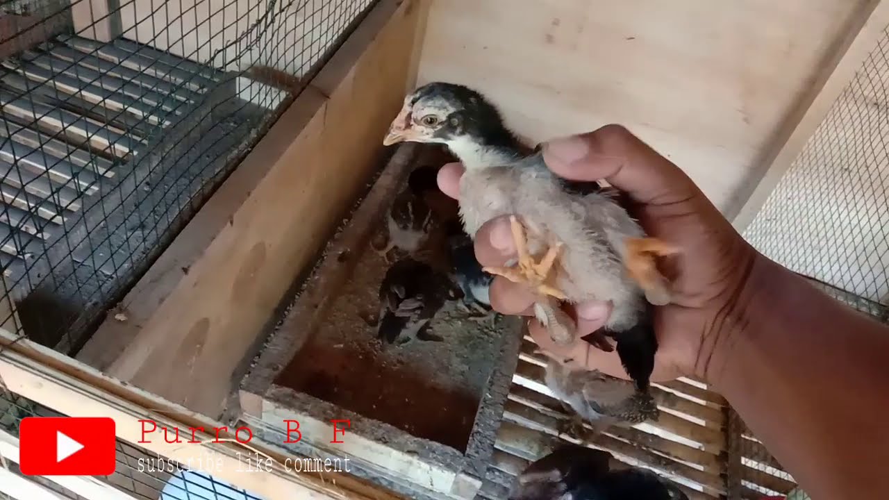 Cara rawat anak ayam dari 0 hari sampai 3 bulan