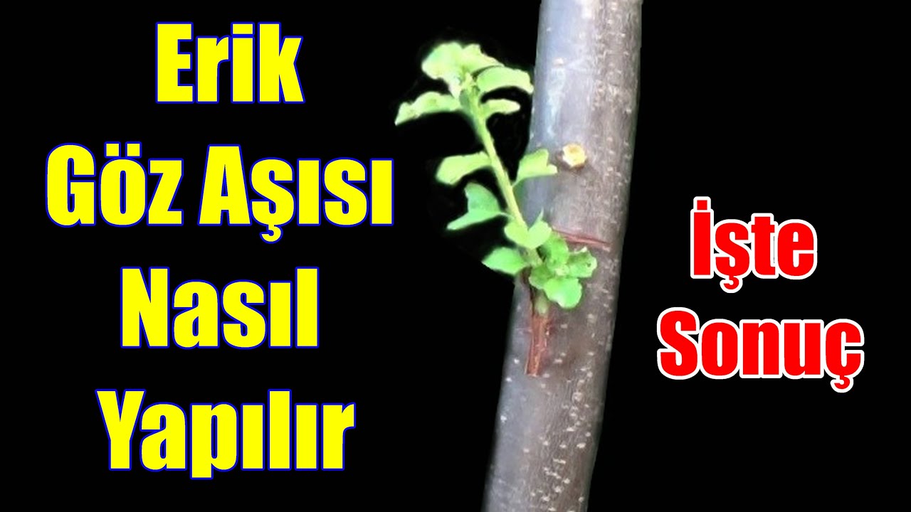 Erik Göz Aşısı Nasıl Yapılır ve Sonucu - Göz Aşısı Nasıl Yapılır - T Göz Aşısı - Erik aşısı