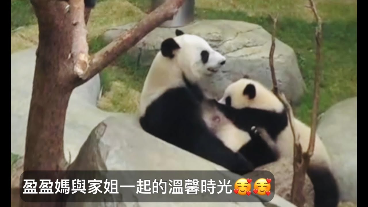 ｜家姐細佬盈盈同場｜5月5日.家姐趴喺盈盈媽到食奶奶好溫馨｜Ocean Park｜香港大熊貓｜海洋公園｜遊遊蕩蕩放空記｜家姐食奶好起勁｜盈盈都要抖抖氣｜衰女包食唔飽定食奶都要撩牙｜