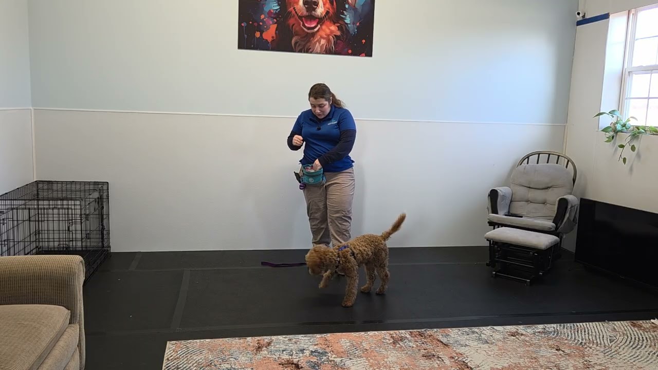 Lucy the Goldendoodle | Board & Train Week 1 | Marker Word “Yes,” Attention & Basics