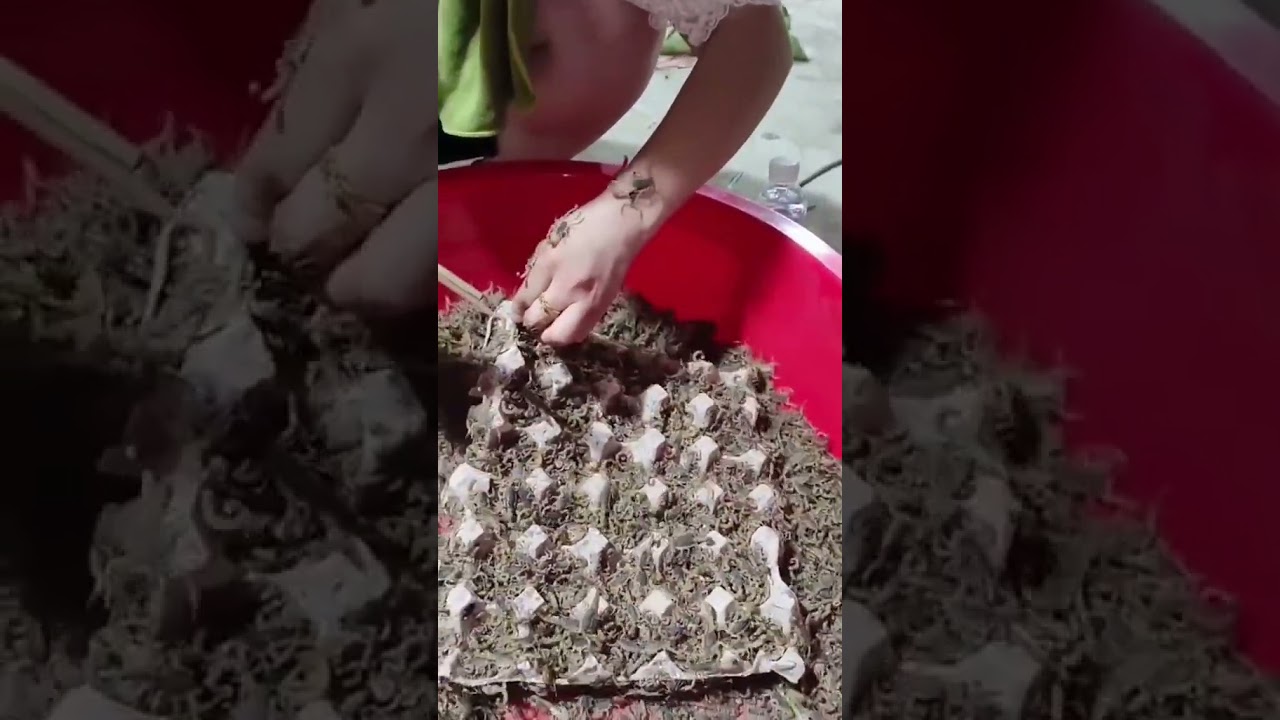 Scorpion breeding #scorpion #deathstalker