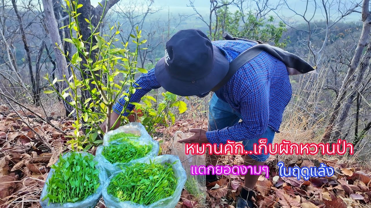 หมานสุดๆยอดงามๆเต็มต้น หาเก็บผักหวานป่าเจอแบบนี้คุ้มเลยยอดเยอะจริงๆ 