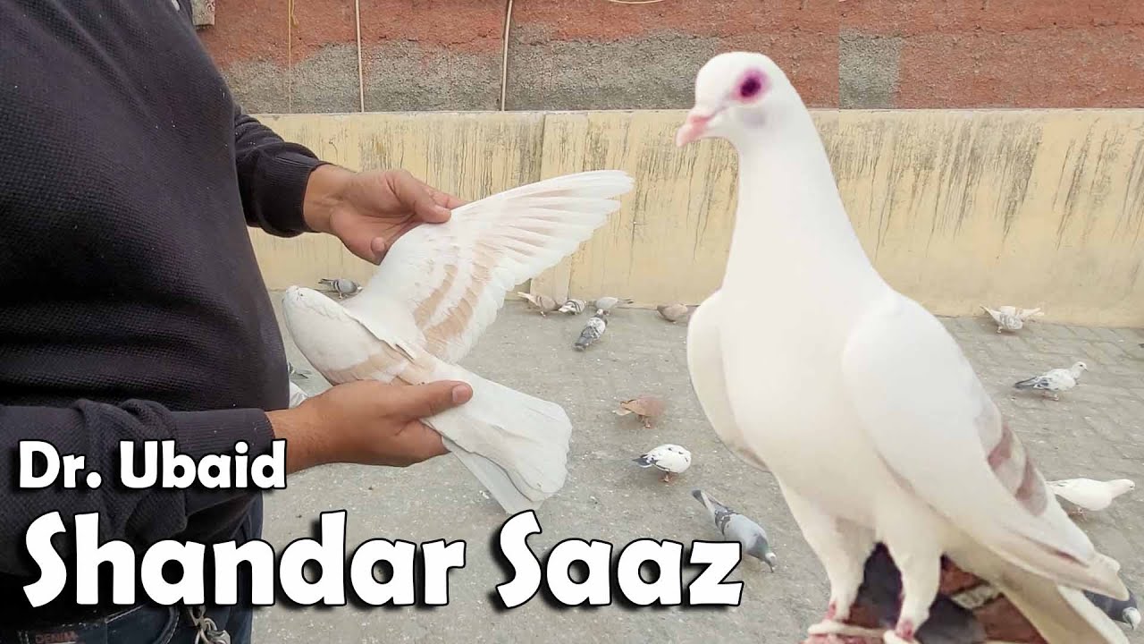 Zeeshan Bhai And Dr. Ubaid Sahab K Shandar Kabootar | Racing Pigeon | Delhi Kabutarbazi