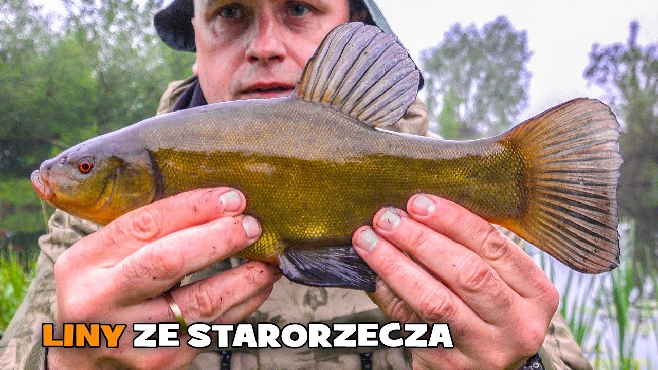 LINY ze starorzecza | Łowimy ryby na spławik na Wiślanych dołkach | Wiosna na rybach | Fishing [WP]
