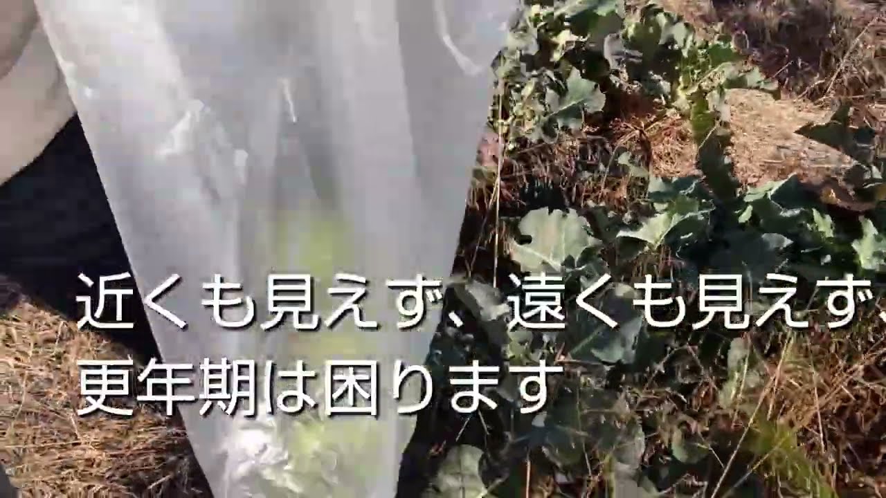 ブロッコリーの収穫、みかんの収穫、更年期の雑談