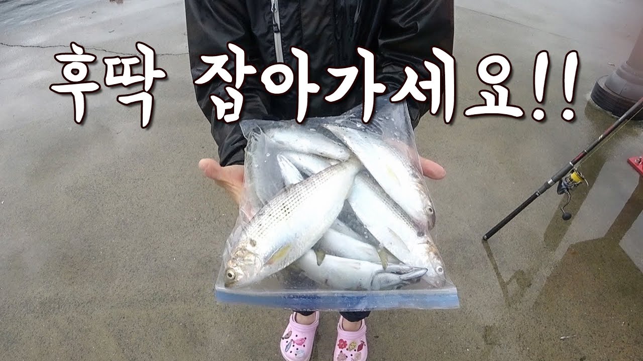 [다리tv] 금어기 끝!!! 후딱 잡아가세요!!! 완벽한 생활낚시 방파제!!!