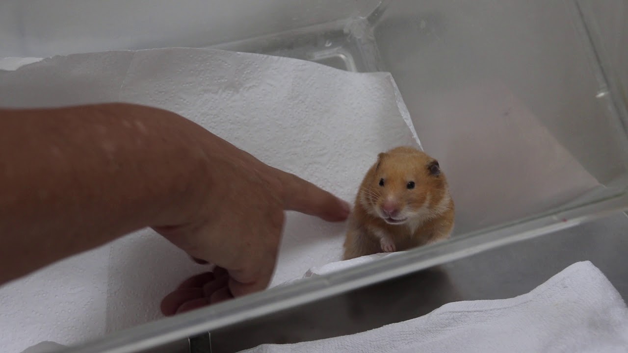 A Syrian hamster had difficulty breathing 12 hours ago