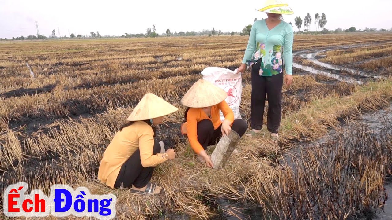 Mùa Lúa Vừa Xong cũng là Mùa Ếch Đồng, Lẩu Ếch Đồng với Rau Kèo Nèo Quá Ngon #61