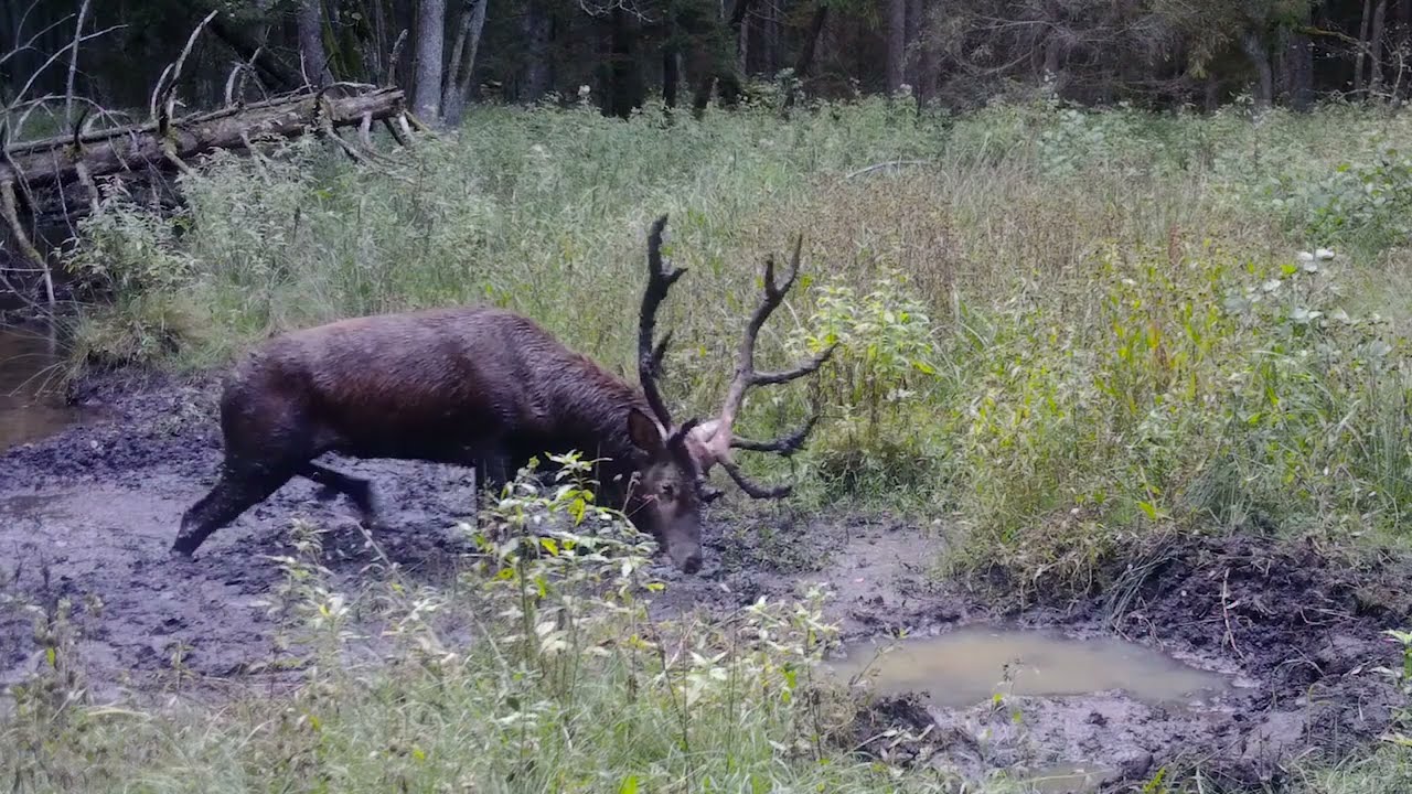 Deer bathing in mud