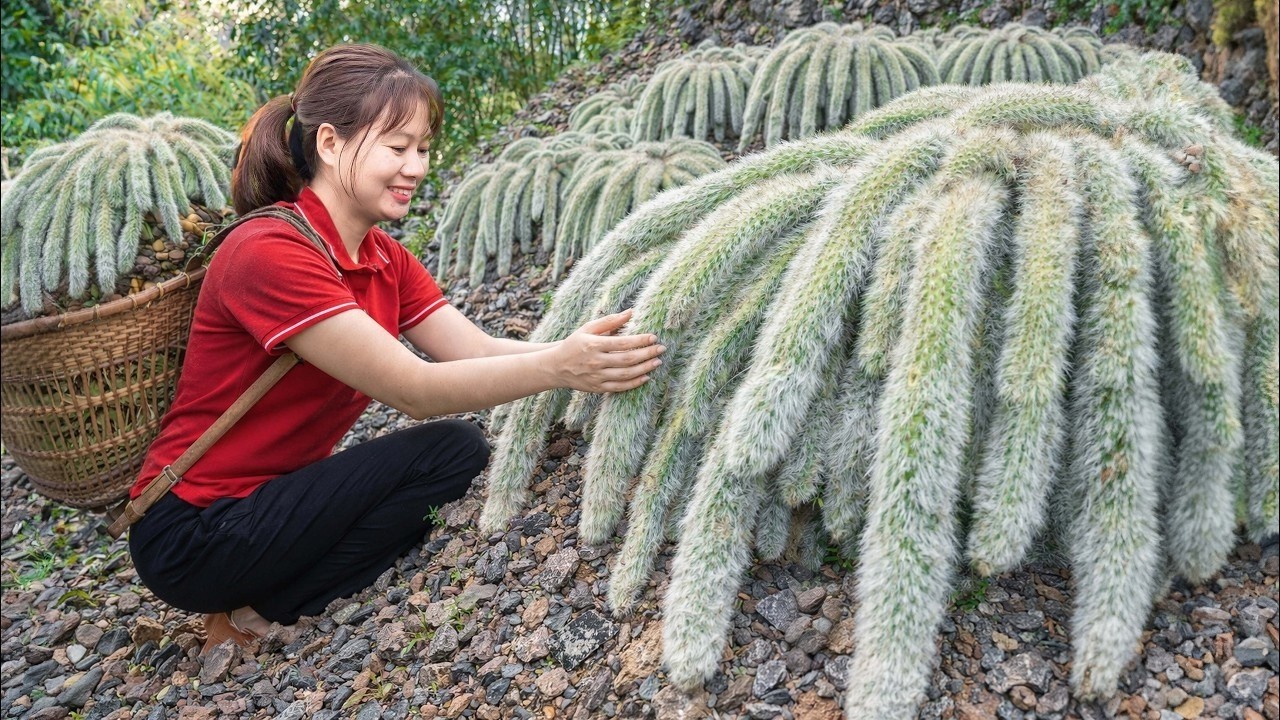 COLHEITA PERIGOSA! 🌵 Mulher Corajosa Colhe Cacto Rabo-de-Raposa Gigante no Penhasco para Vender