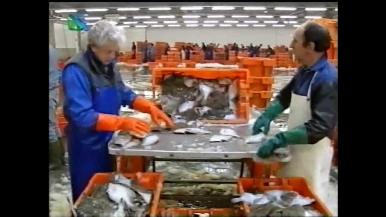 Voorbeschouwing op Urk-IJsselmeervogels
