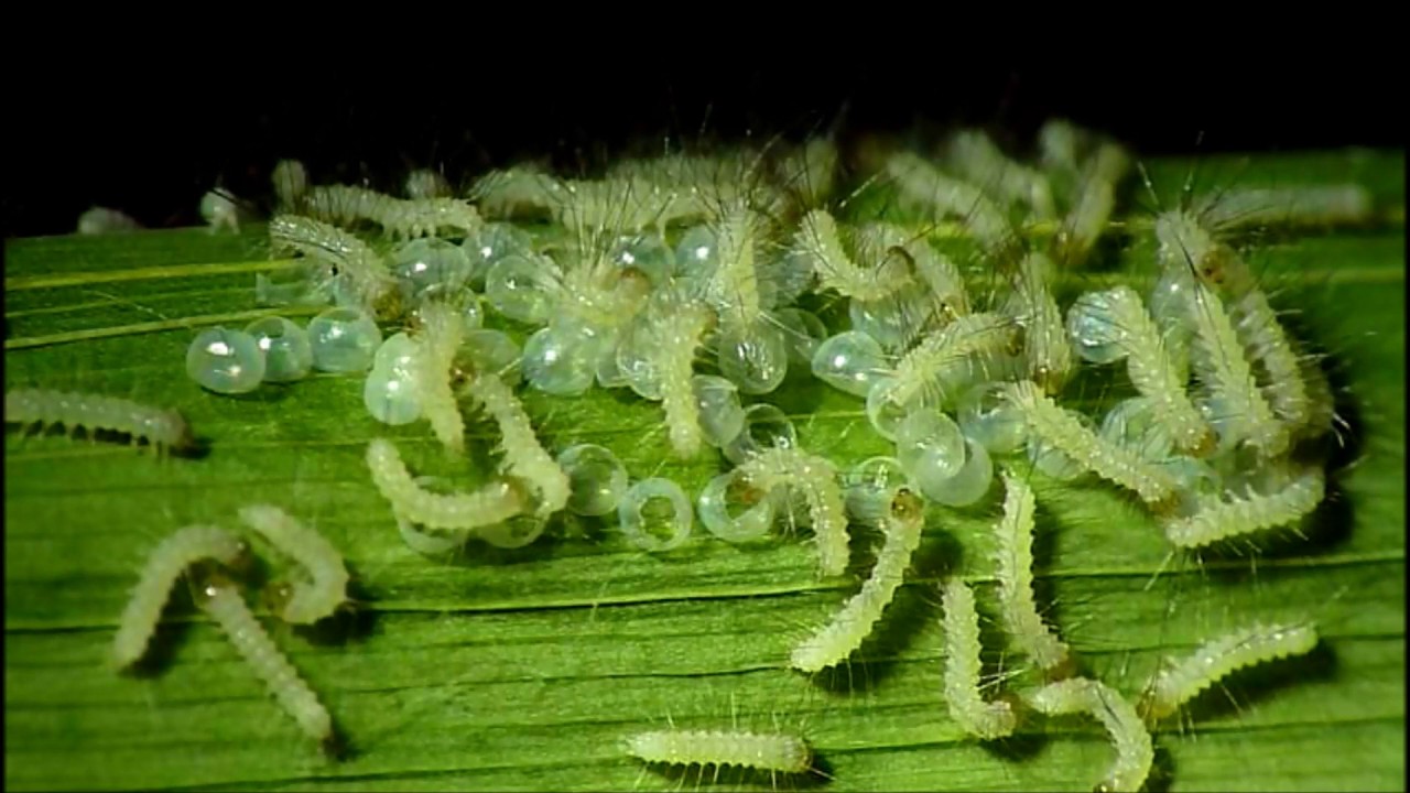 Buff Ermine Moth Eggs Hatching -- Music by Gary Azukx Dyson --Om Ye Dharma
