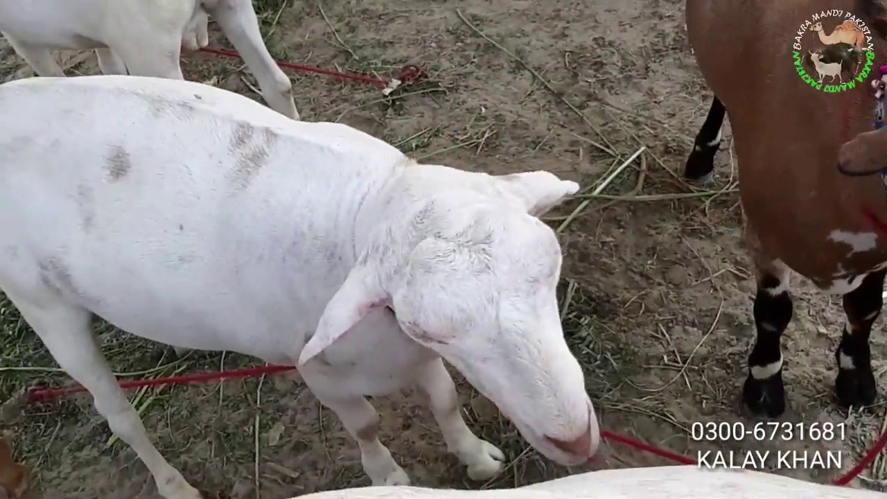 Bakra Mandi - Cow Qurbani Eid - Bakra Mandi 2018 videos - Teddy Bakra for Bakra Eid 2018