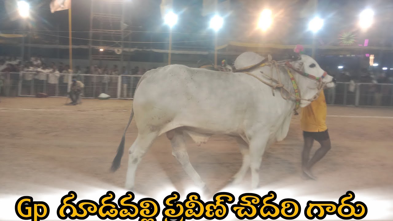 చిలకలూరిపేట. న్యూ కేటగిరి 3వ GP  చౌదరి బుల్స్  గూడవల్లి లక్ష్మీ దీక్షిత చౌదరిగారు