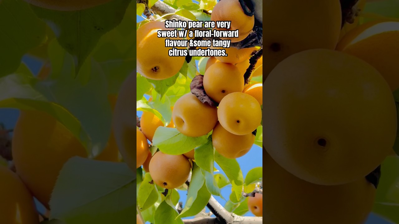 SWEETEST PEAR VARIETY #shorts #pear #shinko #viral #trending #pear #fruit #youtubeshorts #sweet