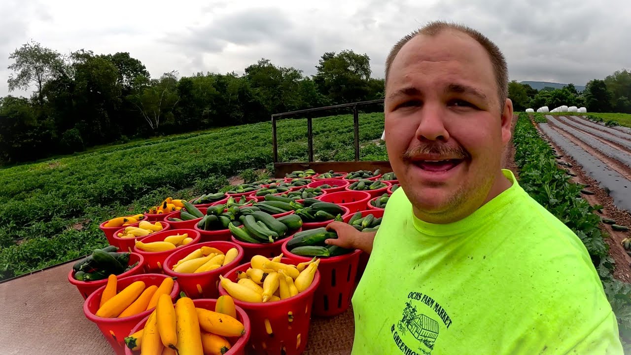 HOPPING FROM FIELD TO FIELD FOR A CRAZY HARVEST