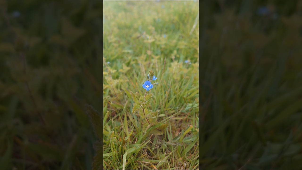 Speedwell: The Tiny Wildflower with Powerful Healing Secrets! 🌸#Speedwell #WildHerbs #asmr #shorts