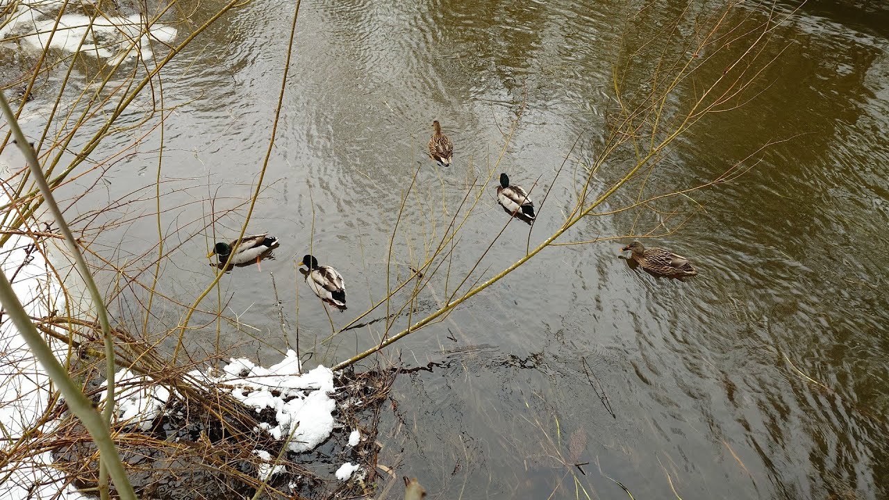 A Walk In The Snow And Bird Watching