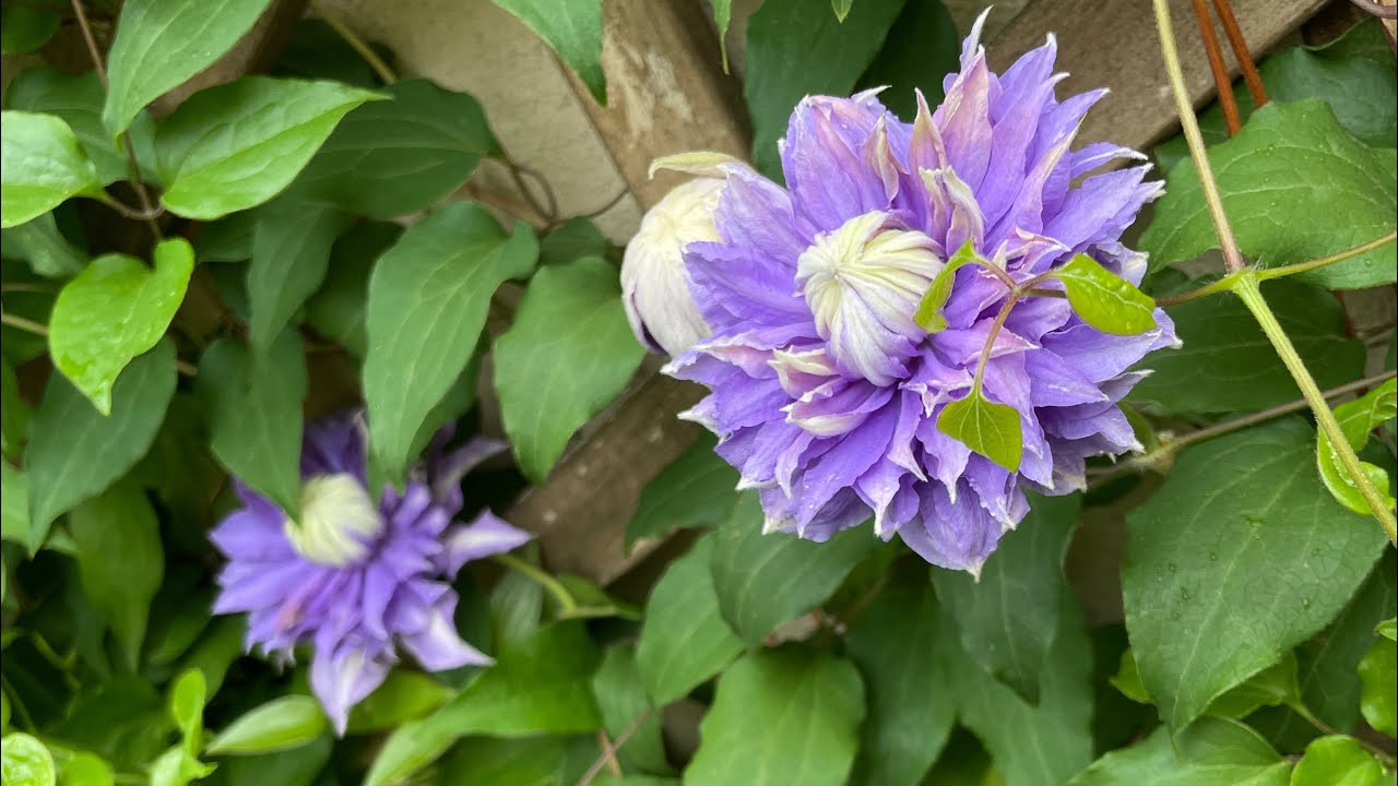 💙💜 Blue Purple Clematis 4 Varieties in Zone 7