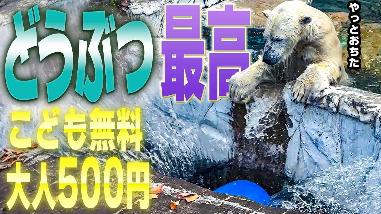 大人500円子供無料！名古屋といえば昔から決まっとる！東山動植物園の癒やし動物寄せ集め！（2024年版）