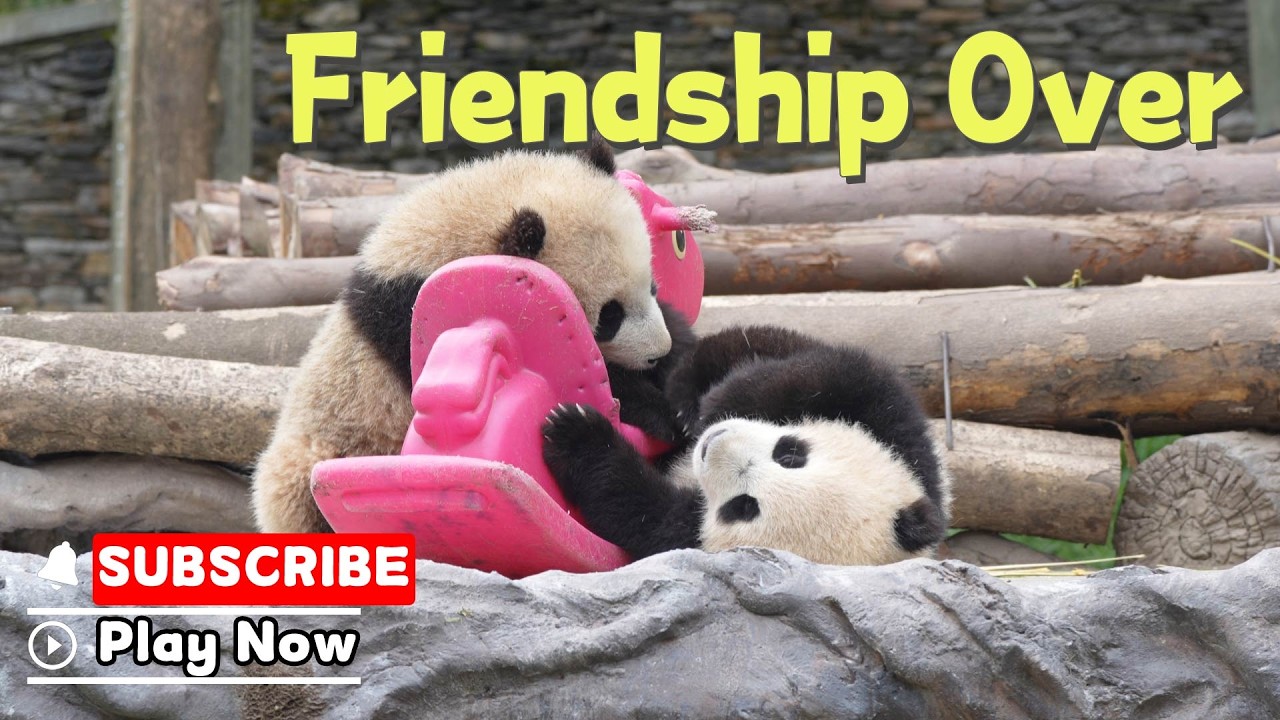 Дружба продлилась две секунды | iPanda