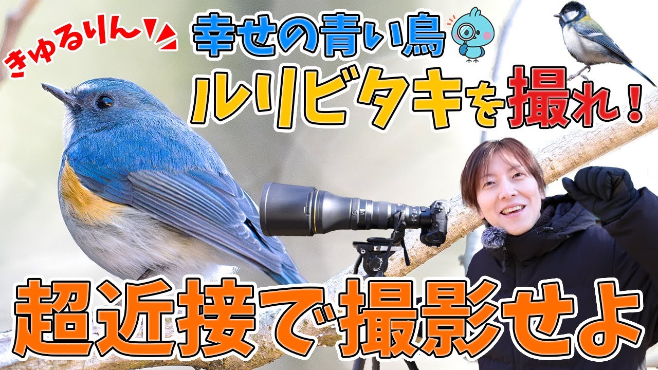 幸せの青い鳥 ルリビタキを撮りに来た2025