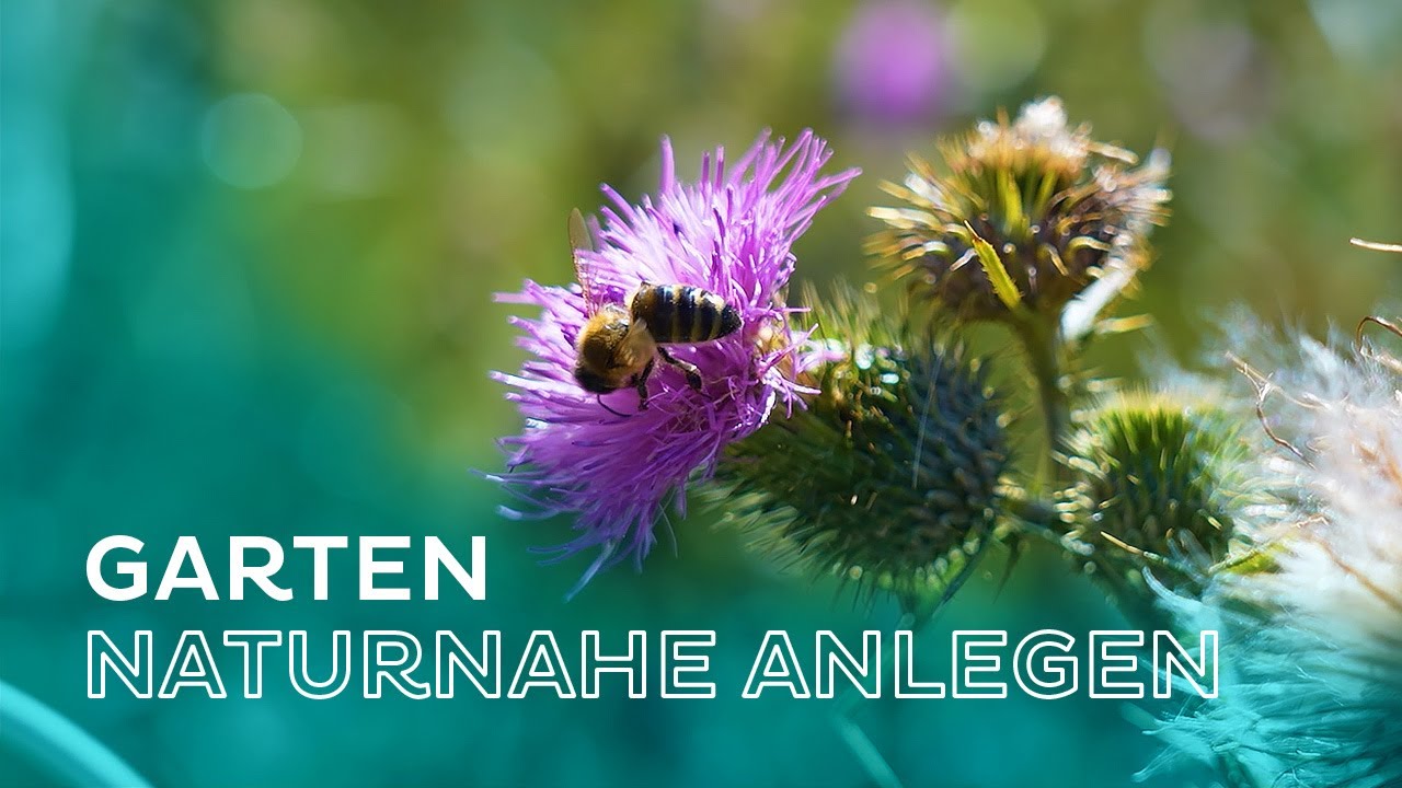 Naturnaher Garten - So unterstützen wir Wildbienen, Hummeln & Schmetterlinge durch Gartengestaltung!
