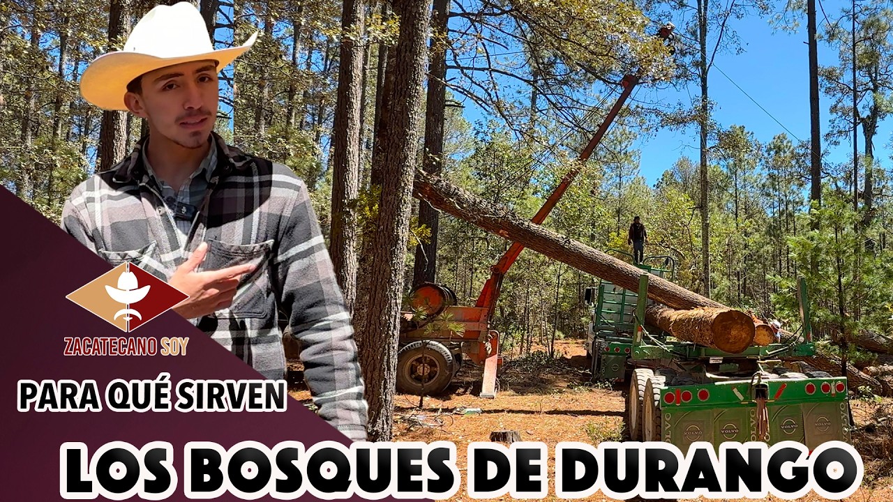 CORTANDO ÁRBOLES PERO SALVANDO EL BOSQUE esto no es deforestación