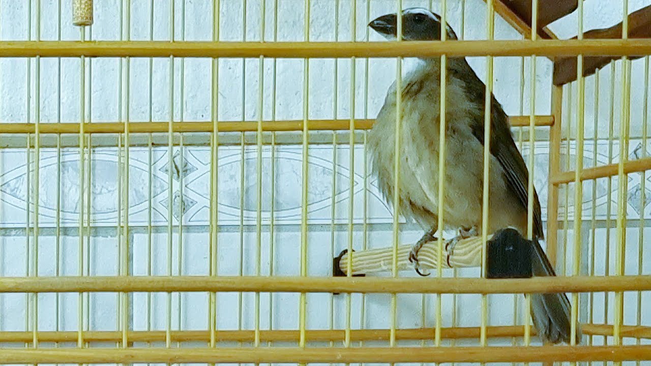 Самка Saltator similis сходит с ума, чтобы согреть своих птиц!!